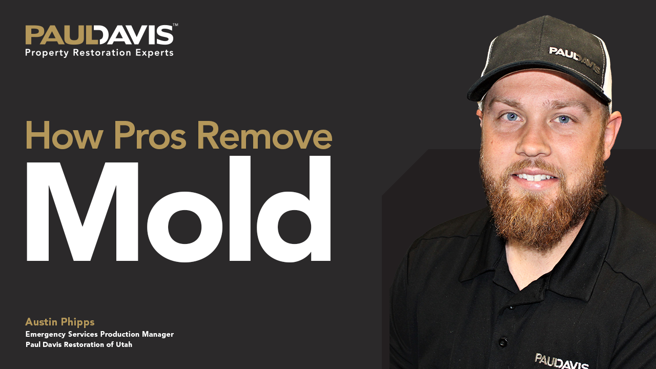mold remediation